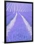 Blooming lavender in lines-Herbert Kehrer-Framed Photographic Print