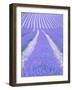 Blooming lavender in lines-Herbert Kehrer-Framed Photographic Print