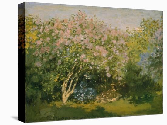 Blooming Lilac in Sunshine, 1873-Claude Monet-Stretched Canvas