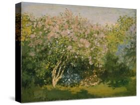 Blooming Lilac in Sunshine, 1873-Claude Monet-Stretched Canvas