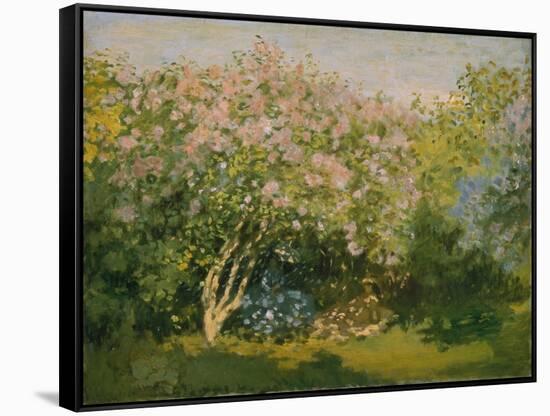 Blooming Lilac in Sunshine, 1873-Claude Monet-Framed Stretched Canvas