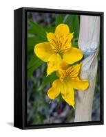 Blooming Lilies and Bamboo, Huerquehue National Park, Chile-Scott T. Smith-Framed Stretched Canvas