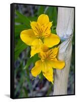 Blooming Lilies and Bamboo, Huerquehue National Park, Chile-Scott T. Smith-Framed Stretched Canvas