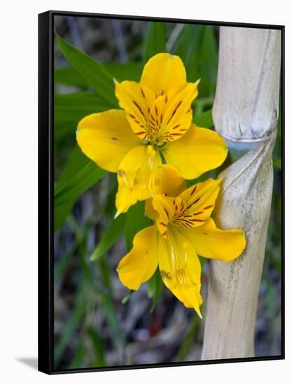 Blooming Lilies and Bamboo, Huerquehue National Park, Chile-Scott T. Smith-Framed Stretched Canvas