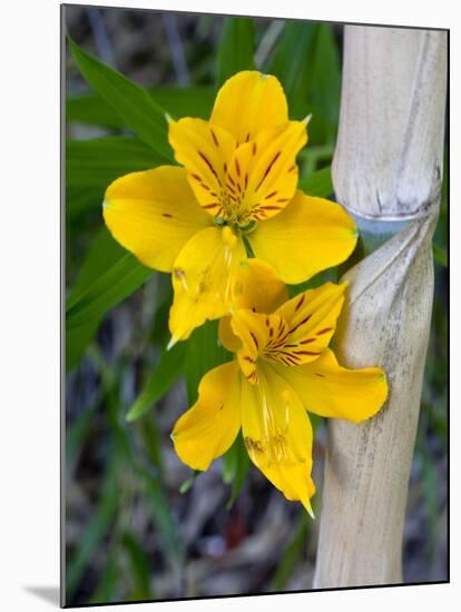 Blooming Lilies and Bamboo, Huerquehue National Park, Chile-Scott T. Smith-Mounted Premium Photographic Print