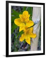 Blooming Lilies and Bamboo, Huerquehue National Park, Chile-Scott T. Smith-Framed Premium Photographic Print