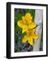 Blooming Lilies and Bamboo, Huerquehue National Park, Chile-Scott T. Smith-Framed Photographic Print