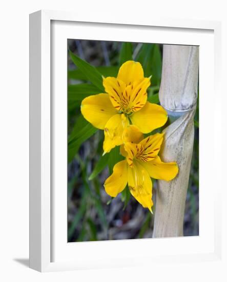 Blooming Lilies and Bamboo, Huerquehue National Park, Chile-Scott T. Smith-Framed Photographic Print