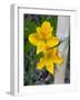 Blooming Lilies and Bamboo, Huerquehue National Park, Chile-Scott T. Smith-Framed Photographic Print