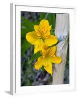 Blooming Lilies and Bamboo, Huerquehue National Park, Chile-Scott T. Smith-Framed Photographic Print