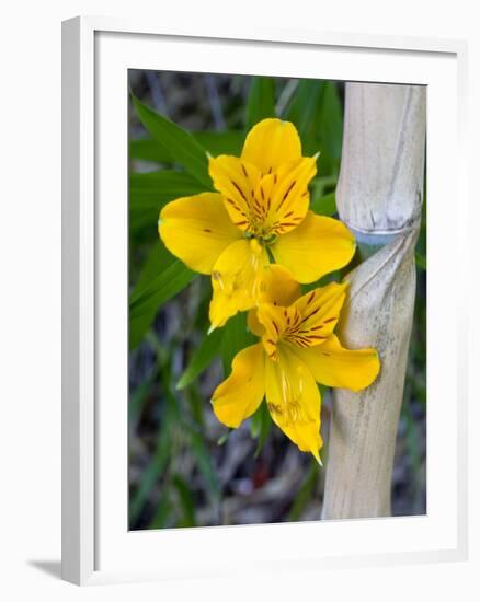 Blooming Lilies and Bamboo, Huerquehue National Park, Chile-Scott T. Smith-Framed Photographic Print
