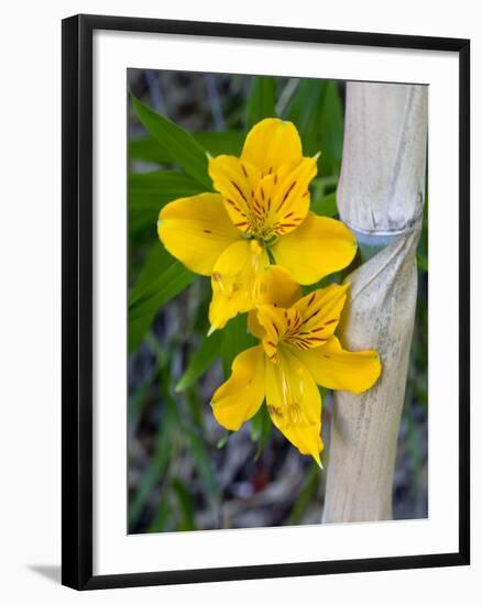 Blooming Lilies and Bamboo, Huerquehue National Park, Chile-Scott T. Smith-Framed Photographic Print