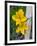 Blooming Lilies and Bamboo, Huerquehue National Park, Chile-Scott T. Smith-Framed Photographic Print