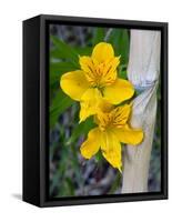 Blooming Lilies and Bamboo, Huerquehue National Park, Chile-Scott T. Smith-Framed Stretched Canvas