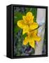 Blooming Lilies and Bamboo, Huerquehue National Park, Chile-Scott T. Smith-Framed Stretched Canvas