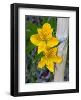 Blooming Lilies and Bamboo, Huerquehue National Park, Chile-Scott T. Smith-Framed Photographic Print