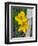 Blooming Lilies and Bamboo, Huerquehue National Park, Chile-Scott T. Smith-Framed Photographic Print