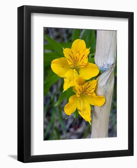 Blooming Lilies and Bamboo, Huerquehue National Park, Chile-Scott T. Smith-Framed Photographic Print