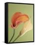 Blooming Lilies-null-Framed Stretched Canvas