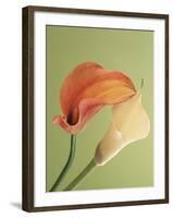 Blooming Lilies-null-Framed Photographic Print