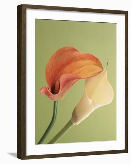 Blooming Lilies-null-Framed Photographic Print