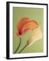 Blooming Lilies-null-Framed Photographic Print