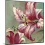 Blooming Lily-Brent Heighton-Mounted Art Print