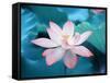 Blooming Lotus Flower-kenny001-Framed Stretched Canvas