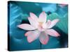 Blooming Lotus Flower-kenny001-Stretched Canvas