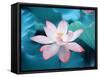 Blooming Lotus Flower-kenny001-Framed Stretched Canvas