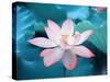 Blooming Lotus Flower-kenny001-Stretched Canvas