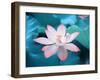 Blooming Lotus Flower-kenny001-Framed Photographic Print