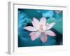 Blooming Lotus Flower-kenny001-Framed Photographic Print