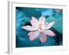 Blooming Lotus Flower-kenny001-Framed Photographic Print