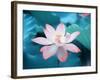 Blooming Lotus Flower-kenny001-Framed Photographic Print