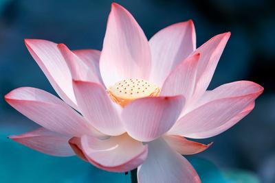 Blooming Lotus Flower Photographic Print Kenny001 Allposters Com