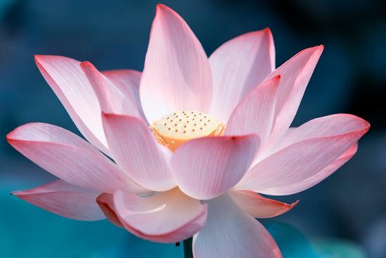Blooming Lotus Flower Photographic Print Kenny001 Allposters Com Blooming Lotus Flower Photographic Print Kenny001 Allposters Com