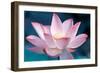 Blooming Lotus Flower-kenny001-Framed Photographic Print