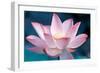 Blooming Lotus Flower-kenny001-Framed Photographic Print