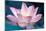 Blooming Lotus Flower-kenny001-Mounted Photographic Print