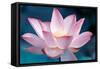 Blooming Lotus Flower-kenny001-Framed Stretched Canvas