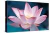 Blooming Lotus Flower-kenny001-Stretched Canvas