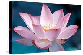 Blooming Lotus Flower-kenny001-Stretched Canvas
