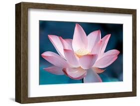 Blooming Lotus Flower-kenny001-Framed Photographic Print