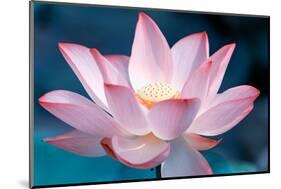 Blooming Lotus Flower-kenny001-Mounted Photographic Print