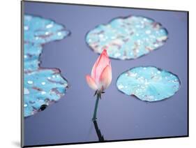Blooming Lotus Flower-kenny001-Mounted Photographic Print