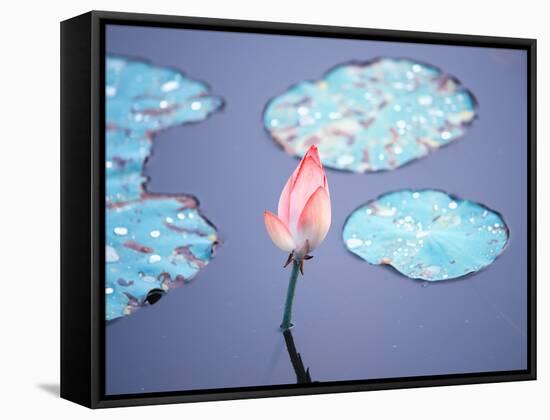 Blooming Lotus Flower-kenny001-Framed Stretched Canvas