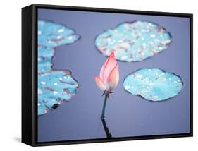 Blooming Lotus Flower-kenny001-Framed Stretched Canvas