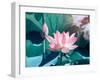 Blooming Lotus Flower-kenny001-Framed Photographic Print