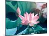 Blooming Lotus Flower-kenny001-Mounted Photographic Print